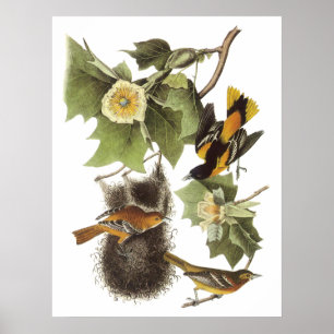 Affiche de loriot d'Audubon