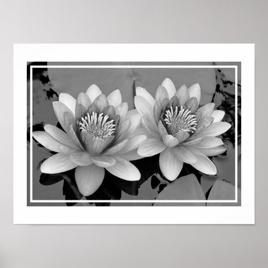 Affiche de Lotus de Nénuphar Flottant (Devant)