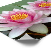 Affiche de Lotus de Nénuphar Flottant Rose (Coin)