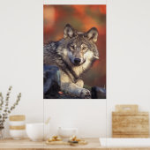 Affiche de loup gris (Cuisine)