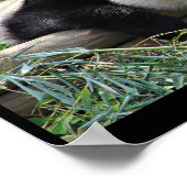 Affiche de l'ours de Panda (Coin)