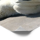 Affiche de l'ours polaire arctique Imprimer (Coin)