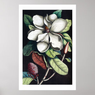Affiche de Magnolia