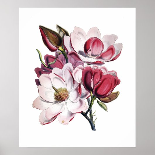 Affiche de Magnolia (Devant)