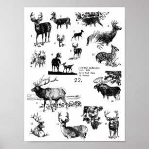 AFFICHE DE MAMMIFÈRES
