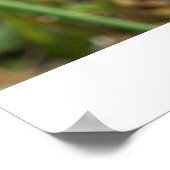 Affiche de Meerbee (Coin)