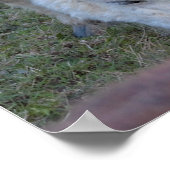 Affiche de mini cheval (Coin)