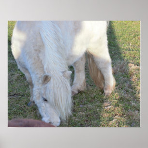 Affiche de mini cheval