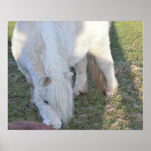 Affiche de mini cheval (Devant)