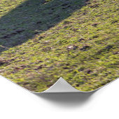 Affiche de mini chevaux (Coin)