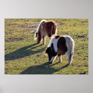 Affiche de mini chevaux