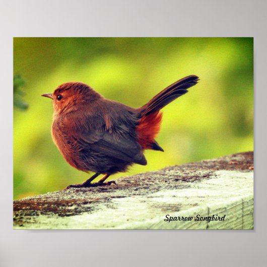 Affiche de moineau perché (Devant)