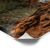 affiche de montagne cougar (Coin)