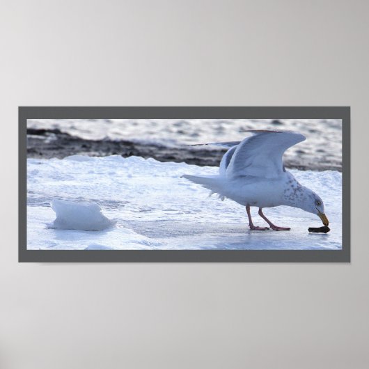 Affiche de mouette mangeant sur la glace (Devant)