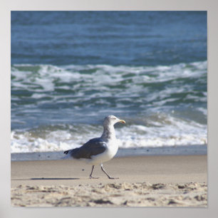 Affiche de mouette sur la plage