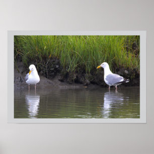 Affiche de mouettes au bord de l'eau