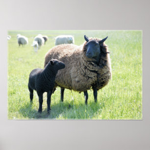 Affiche de moutons noirs