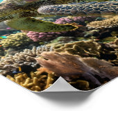 Affiche de mur de récif corallien de tortue marine (Coin)
