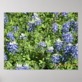 Affiche de mur de Texas Bluebonnet vibrant (Devant)