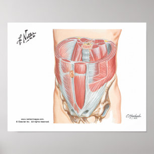 Affiche de muscles abdominaux