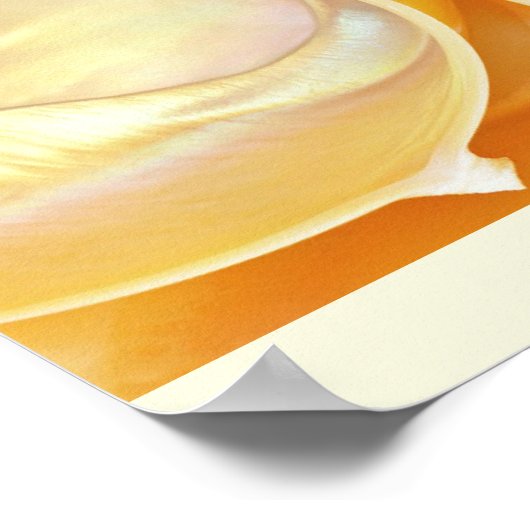 Affiche de Nautilus Seashell (Coin)