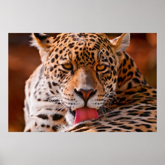 Affiche de nettoyage léopard (Devant)