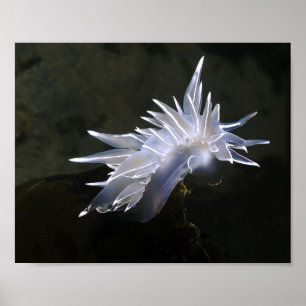 Affiche de Nudibranche albâtre