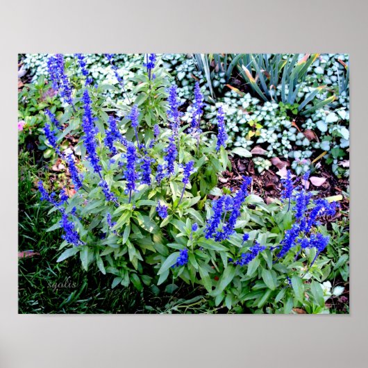 Affiche de papier de fleurs de Salvia violette (Br (Devant)