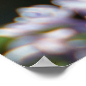 Affiche de papillon de machaon de tigre (Coin)