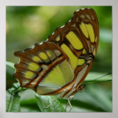 Affiche de papillon malachite (Devant)