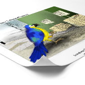 Affiche de Parrot Bathroom Fixtures (Coin)