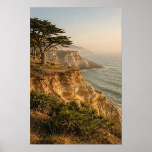 Affiche de paysage de cyprès ensoleillé et de fala