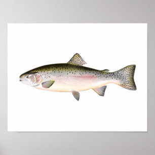Affiche de pêche - poisson de truite arc-en-ciel