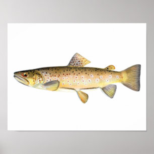 Affiche de pêche - poisson de truite Brown