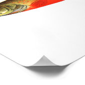 Affiche de pêche - Poisson mâle de truite rouge du (Coin)