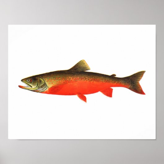 Affiche de pêche - Poisson mâle de truite rouge du (Devant)