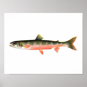 Affiche de pêche - poisson rouge canadien de