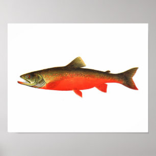 Affiche de pêche - poisson rouge canadien de mâle