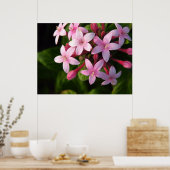 Affiche de Pentas (Cuisine)