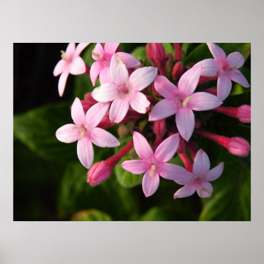 Affiche de Pentas (Devant)