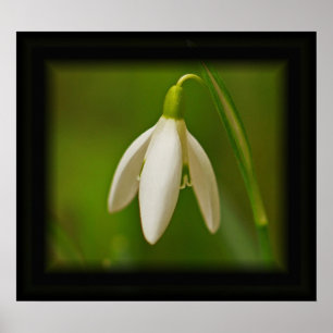 Affiche de perce-neige