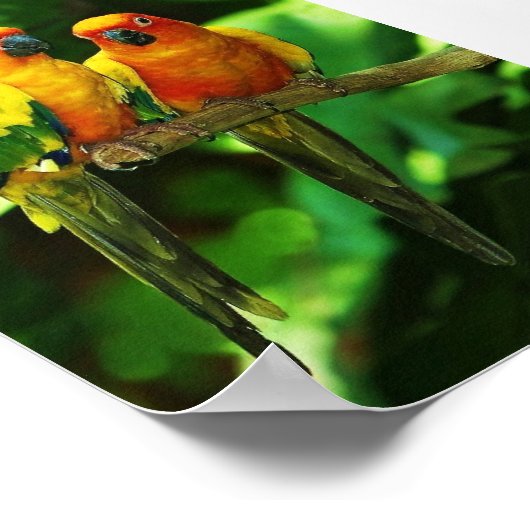 Affiche de perroquet (Coin)