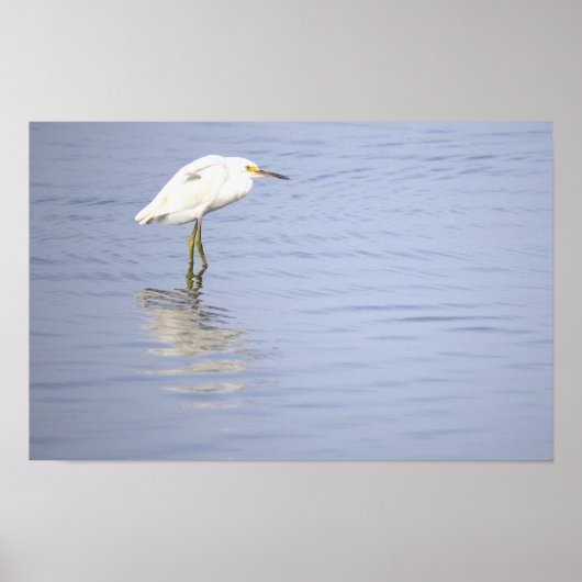 Affiche de photo d'aigrette (Devant)