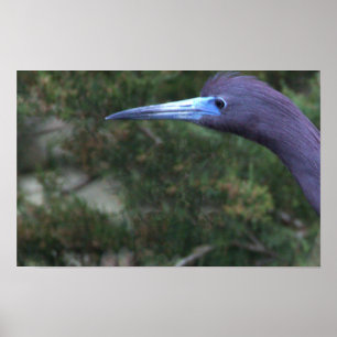 Affiche de photo d'Aigrette bleue