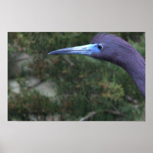 Affiche de photo d'Aigrette bleue (Devant)