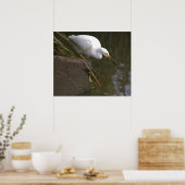 Affiche de photo d'aigrette neigeuse (Cuisine)