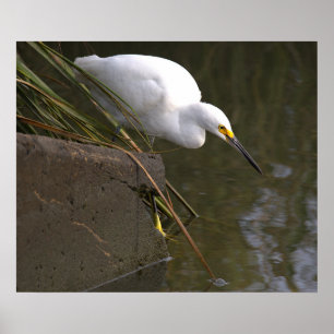 Affiche de photo d'aigrette neigeuse
