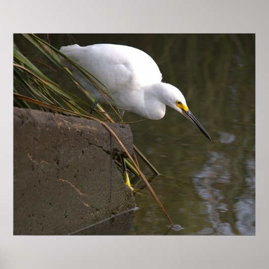 Affiche de photo d'aigrette neigeuse (Devant)