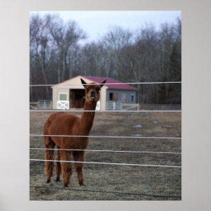 Affiche de photo d'alpaca