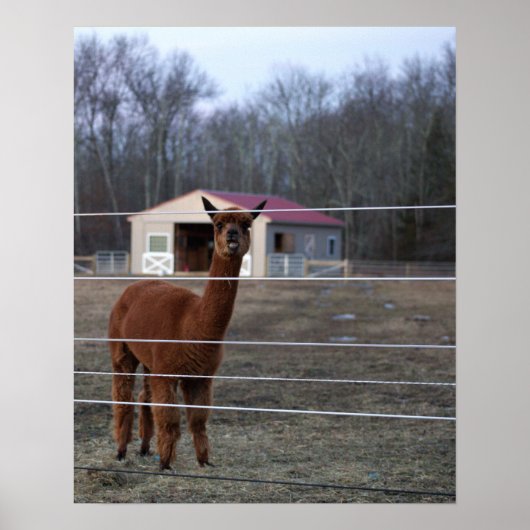 Affiche de photo d'alpaca (Devant)